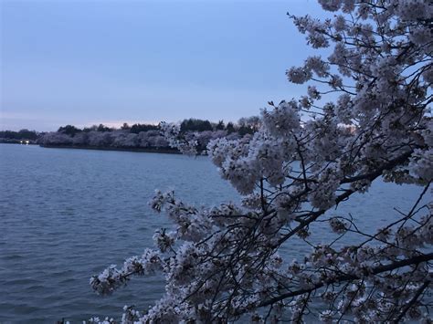 Now in peak bloom, cherry blossoms face wintry threat - WTOP News