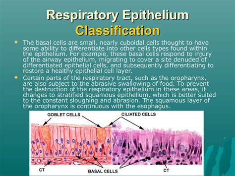 Respiratory Epithelium