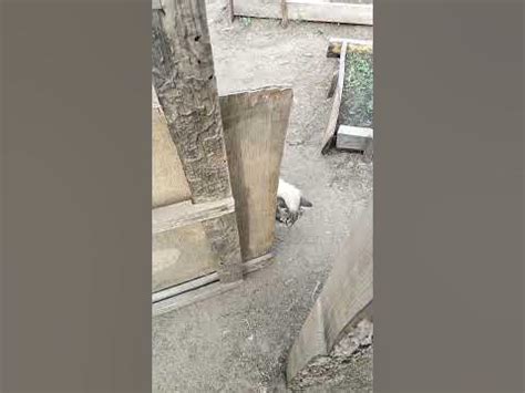 Клетки для курей - YouTube