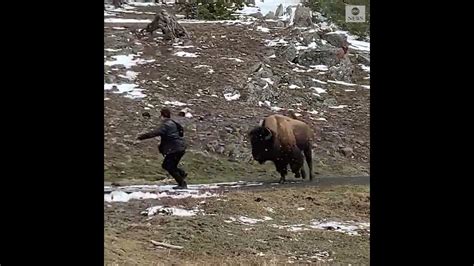 Bison Charges Yellowstone Visitor Who Got Too Close Youtube