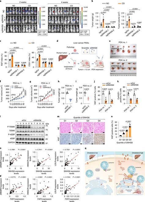 Snhg Promotes Cholesterol Based Liver Cancer Development A