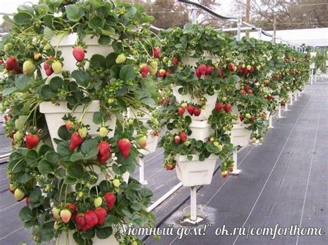 14 моделей вертикальных грядок для клубники - Своими руками