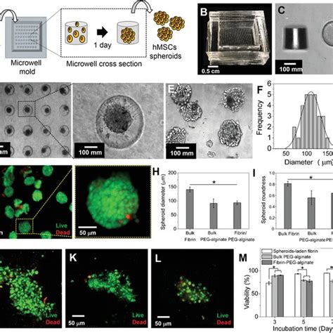 HMSC Spheroid Fabrication And Characterization A Schematic Of HMSC