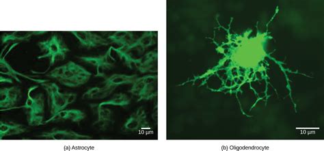 Neurons And Glial Cells Concepts Of Biology St Canadian Edition