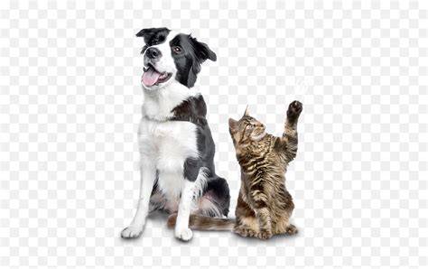 Cachorro E Gato Cachorro E Gato Pet Png Cachorro Png Free