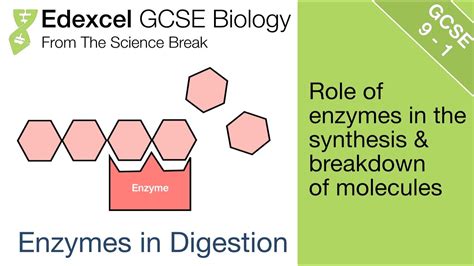 Edexcel Gcse Biology Enzymes In The Synthesis And Breakdown Of