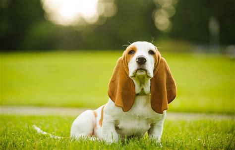 Basset Hound Pros Cons What To Know Before You Get One Hepper