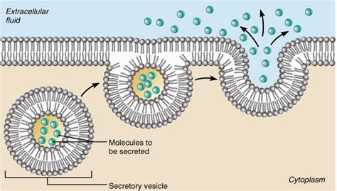 The Cell Membrane Passive And Active Transport The Biology Primer