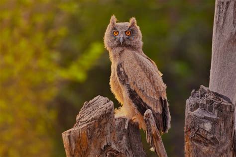 250 Dusky Eagle Owl Stock Photos Pictures And Royalty Free Images Istock