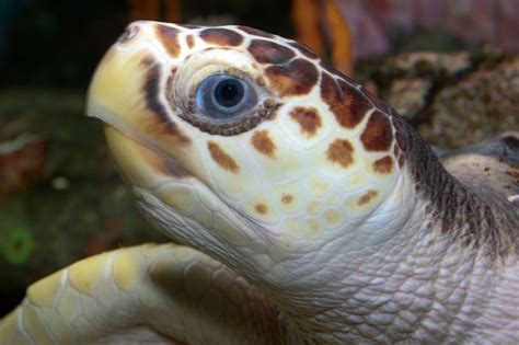 Salvaguardia Delle Tartarughe Marine I Campi Di Caretta Calabria