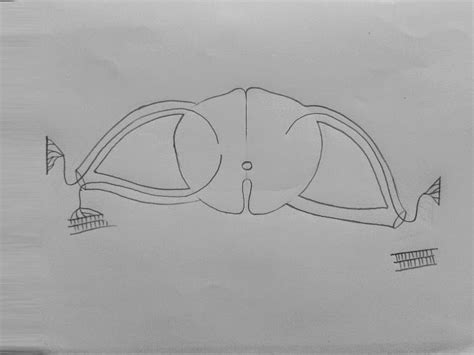 Draw It Neat How To Draw Reflex Arc