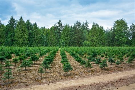 La Fundación Arbor Day plantará 100 millones de árboles hasta 2022