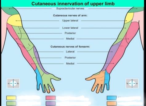 Diagram Of Brachial Plexus Part Quizlet