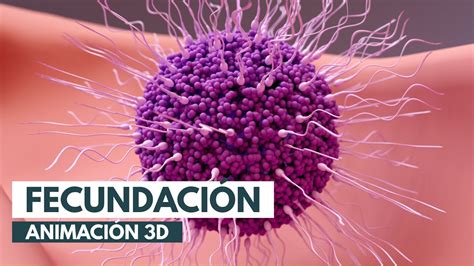 Cómo se produce la fecundación Animación 3D YouTube