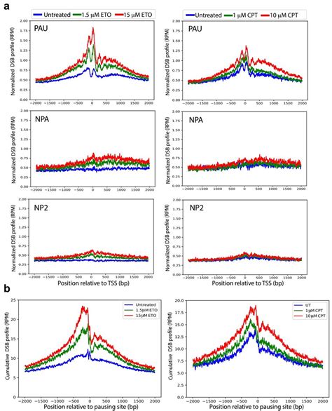 Etoposide Eto And Camptothecin Cpt Induce Dsbs Preferentially In