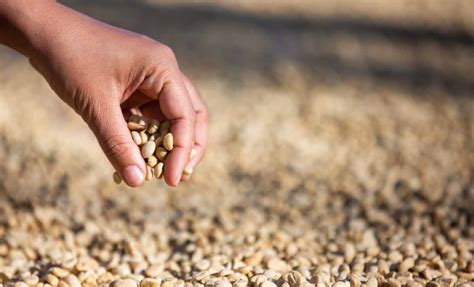 Controle De Qualidade De Alimentos Veja Como Fazer