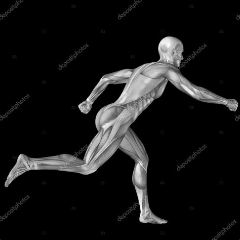 Man With Muscles For Anatomy Stock Photo Design36 126581708