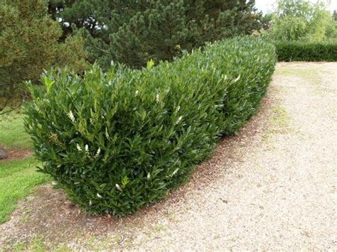 Otto Luyken Laurel Hedge Landscaping Ideas