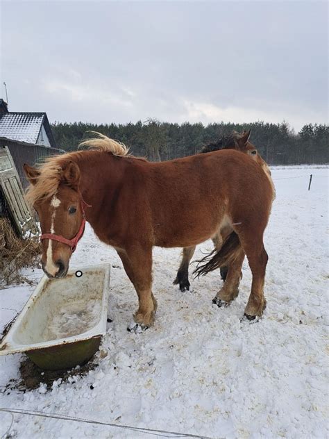 Klacz Zimnokrwista Przywitowo Olx Pl