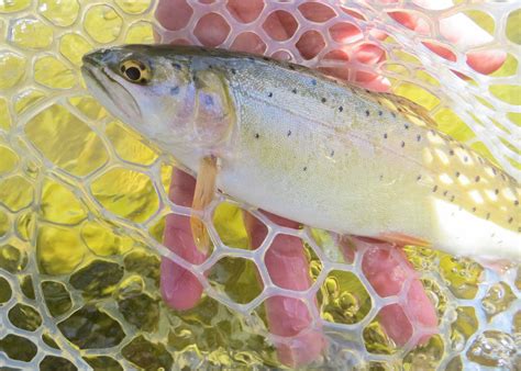 Bonneville Cutthroat Trout Western Native Trout Initiative