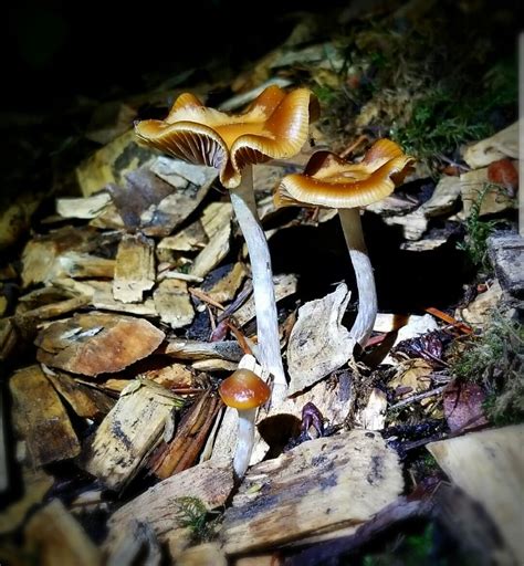 Psilocybe Cyanescens Spore Print SporeSwaps