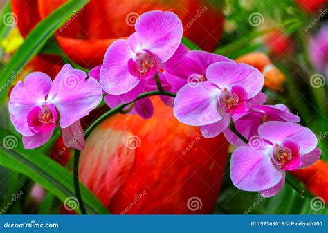 Pink Phalaenopsis Or Moth Dendrobium Orchid Flower Royalty Free Stock