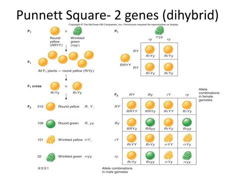 Ppt Punnett Square 1 Gene Powerpoint Presentation Free Download Id 6493442