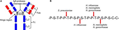 Cleavage Of Human Iga By Bacterial Iga Proteases A Diagrammatic