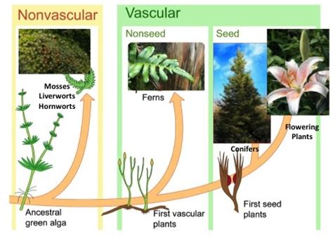 Vascular Plants Study Guide Inspirit