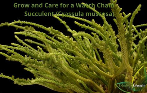 How To Grow And Care For A Watch Chain Succulent Crassula Muscosa