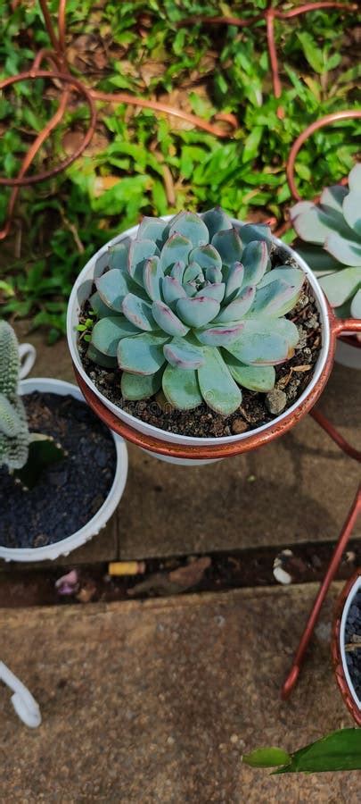 Echeveria Agavoides Thrives In Pots In A Tropical Climate Seen From