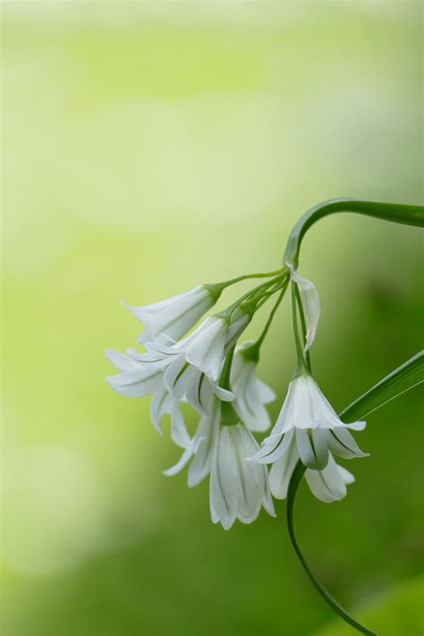 WHITEBELLS Beata Wozniak Flickr