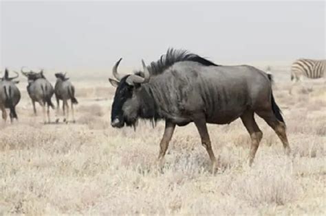 Wildebeest: Amazing Facts About the African Wildebeest | Upgrade ...