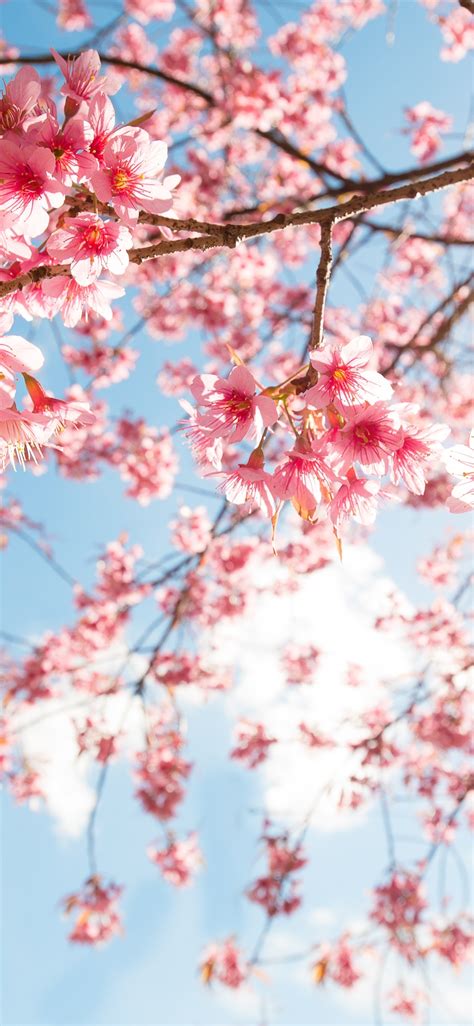 Wallpaper Pink sakura blossom, twigs, sky, sunshine 3840x2160 UHD 4K ...