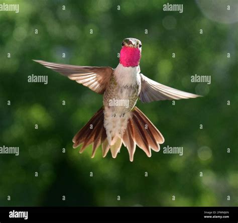 Broad Tailed Hummingbird Stock Photo Alamy