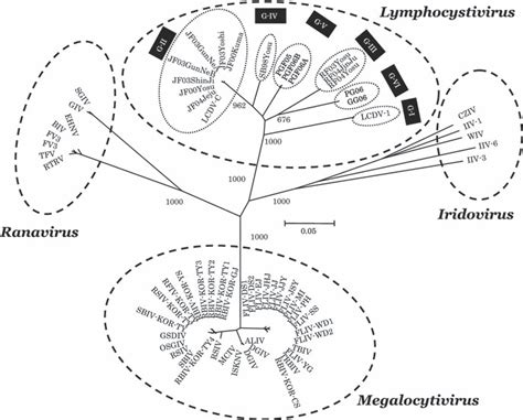 Molecular Phylogenetic Tree Showing The Genetic Relationship Among 66