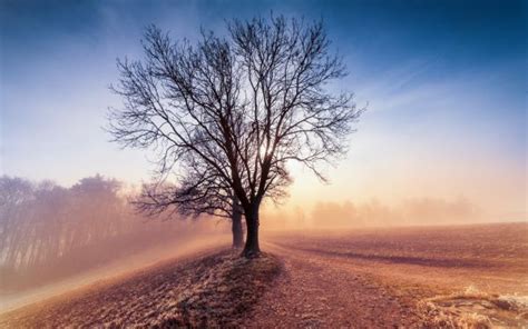 Wallpaper Sunlight Trees Landscape Sunset Hill Nature Sky Snow