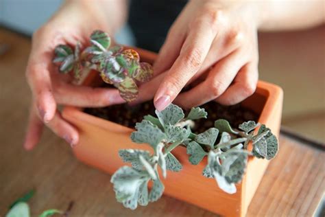 How To Repot Succulents A Beginners Guide To Repotting Succulents