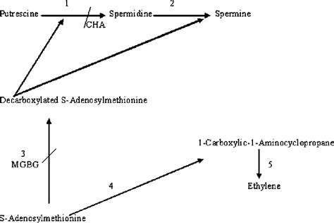 Biosynthesis Of Polyamines And Ethylene And Inhibitors Of Polyamine