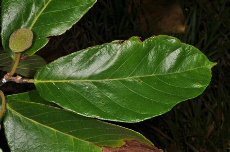 Artocarpus Ovatus Moraceae Image 96682 At PhytoImages Siu Edu