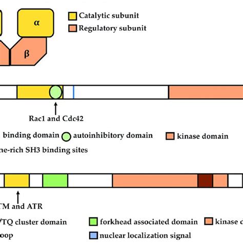 Schematic Diagrams Illustrating The Protein Structures Of Human CK2