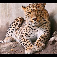 Delotta Brown Jessica Allbutt An Anal Duet Porn Videos