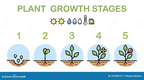 Infogr Ficos De Est Gios De Crescimento De Plantas Cones De Arte De