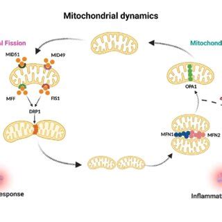 Mitochondrial dynamics and inflammation. | Download Scientific Diagram 