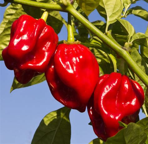 HOT PEPPER ANTILLAIS Asian And Tropical Vegetable Seeds