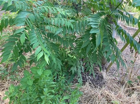 Curry Leaves: Growing and Working with Curry Trees in Central Texas