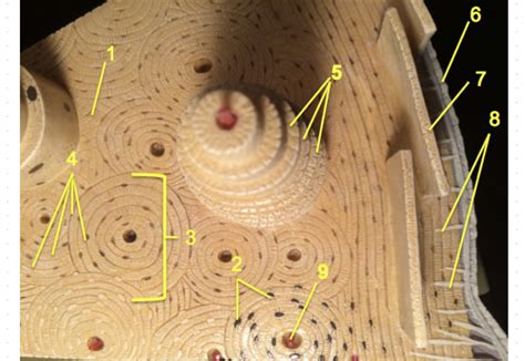 Osteon Model Superior View Diagram Quizlet