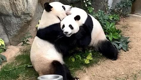 How Panda Porn Is Helping ‘educate’ Giant Pandas Who Would Rather Eat Bamboo Shoots And Enjoy Me