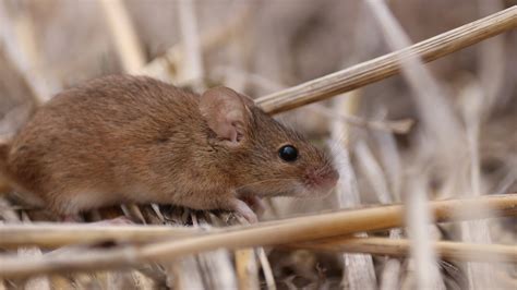 Bait Spreading Methods Examined To Combat Mouse Damage In Crops