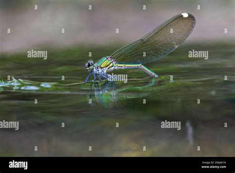 A damselfly with shimmering wings delicately touches the water surface ...